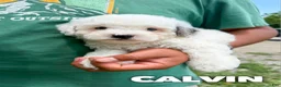 Cavapoo dogs for sale: Calvin - F1b  - Ad 1