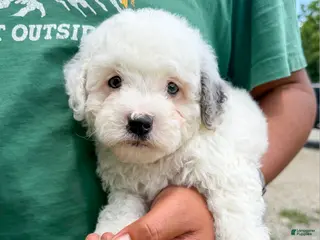 Cavapoo dogs Calvin - F1b - Ad 13