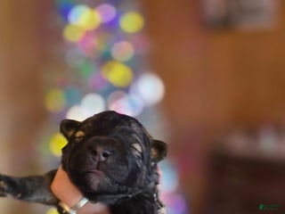 Mixed Breed dogs Eclipsa - Ad 1