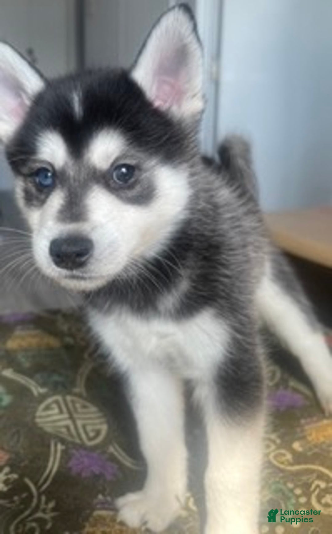 Alaskan Klee Kai dogs for sale: Jaehaerys the conciliator - Ad 3