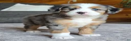 Mini Bernedoodle dogs for sale: Mini Chloe - Ad 13
