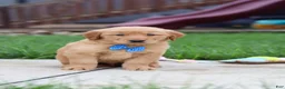 Golden Retriever dogs for sale:  Eclipse  - Ad 6