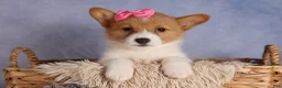 Welsh Corgi Pembroke dogs for sale: Bella🌸 - Ad 9