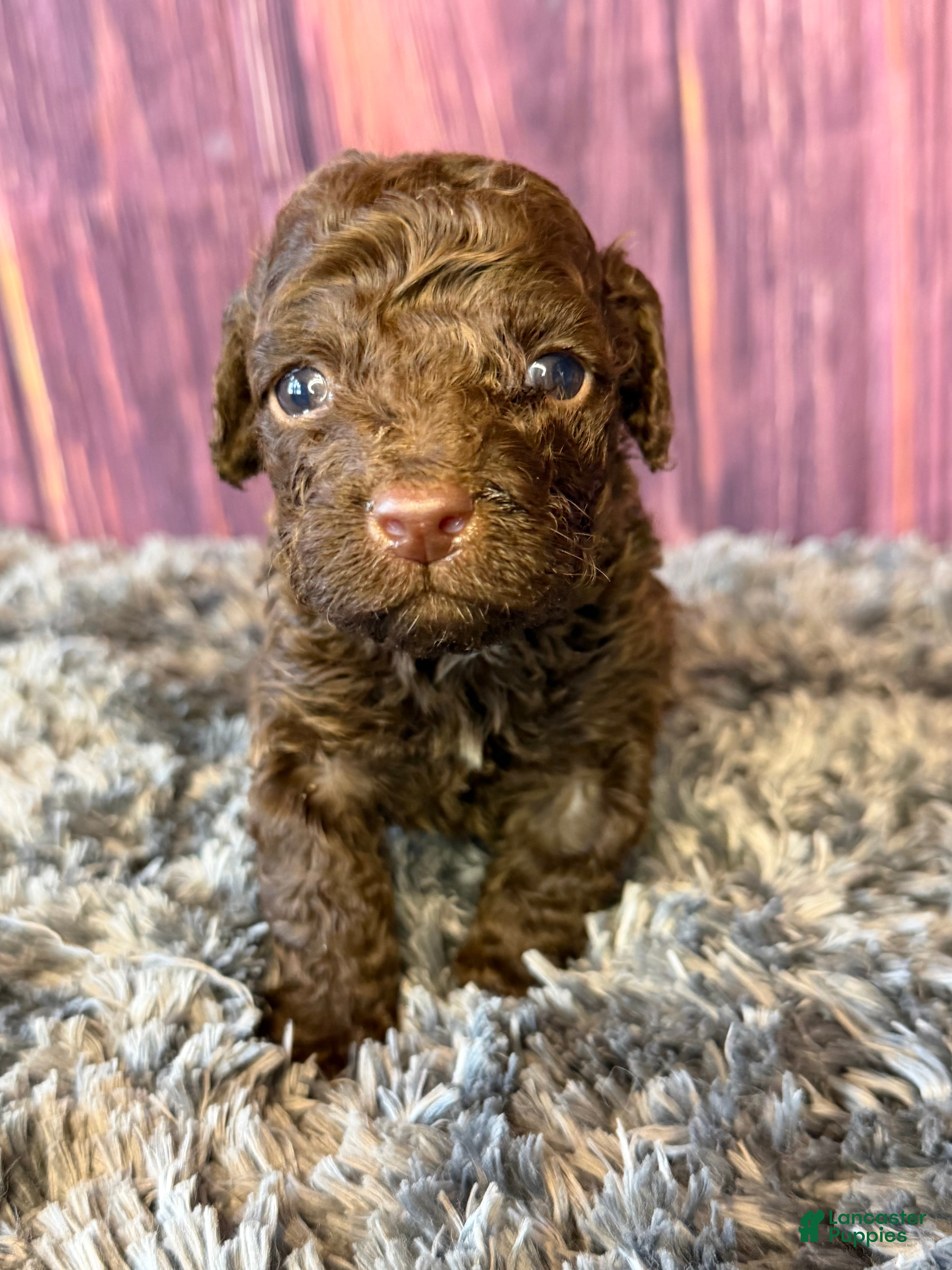 Cockapoo dogs Gavin - Ad 2