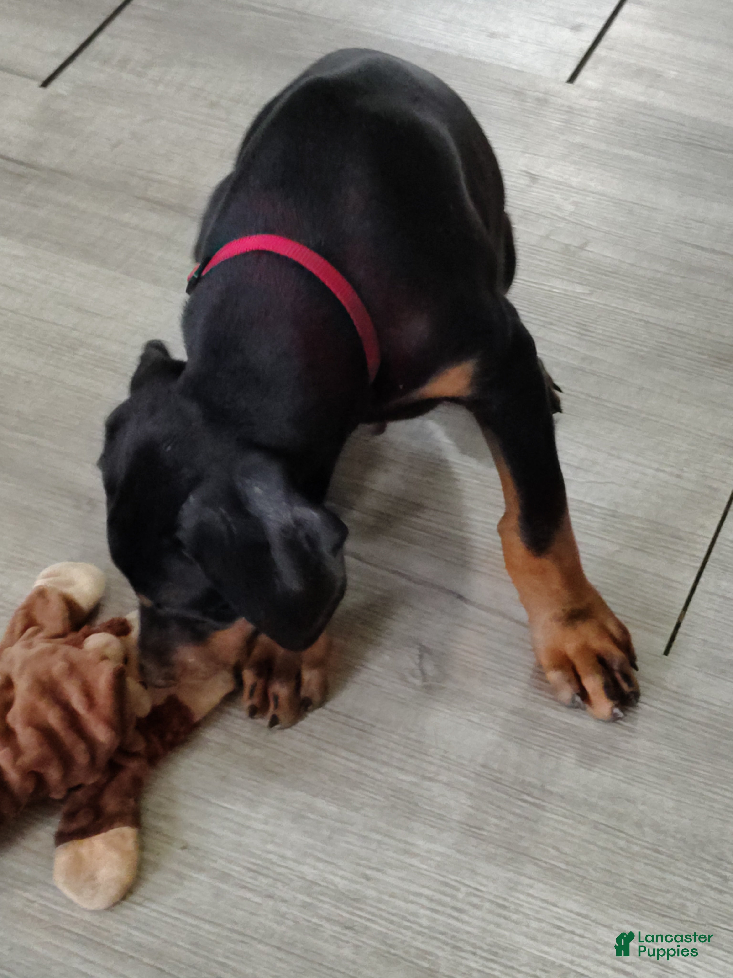 Doberman Pinscher dogs Doberman Pinscher / Red  - Ad 7