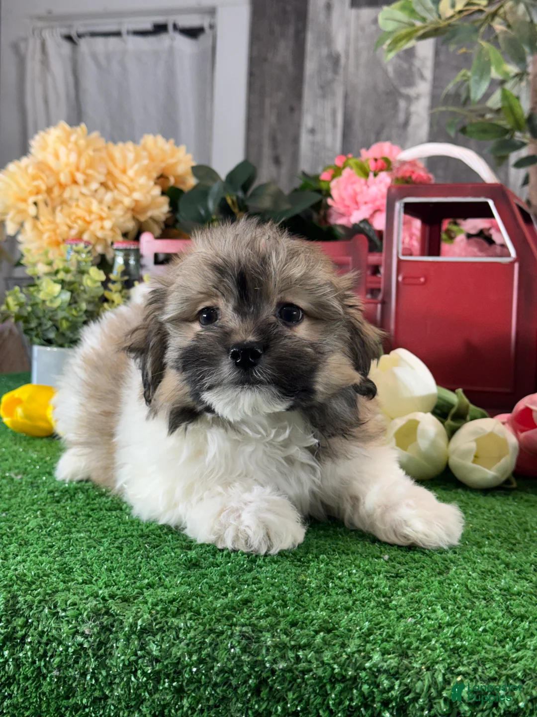 Havanese dogs for sale: Hiro - Ad 5