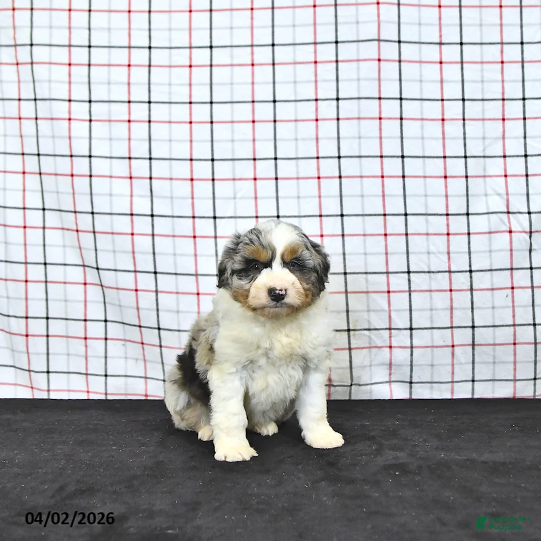 Mini Aussiedoodle dogs for sale: Watson - Ad 1