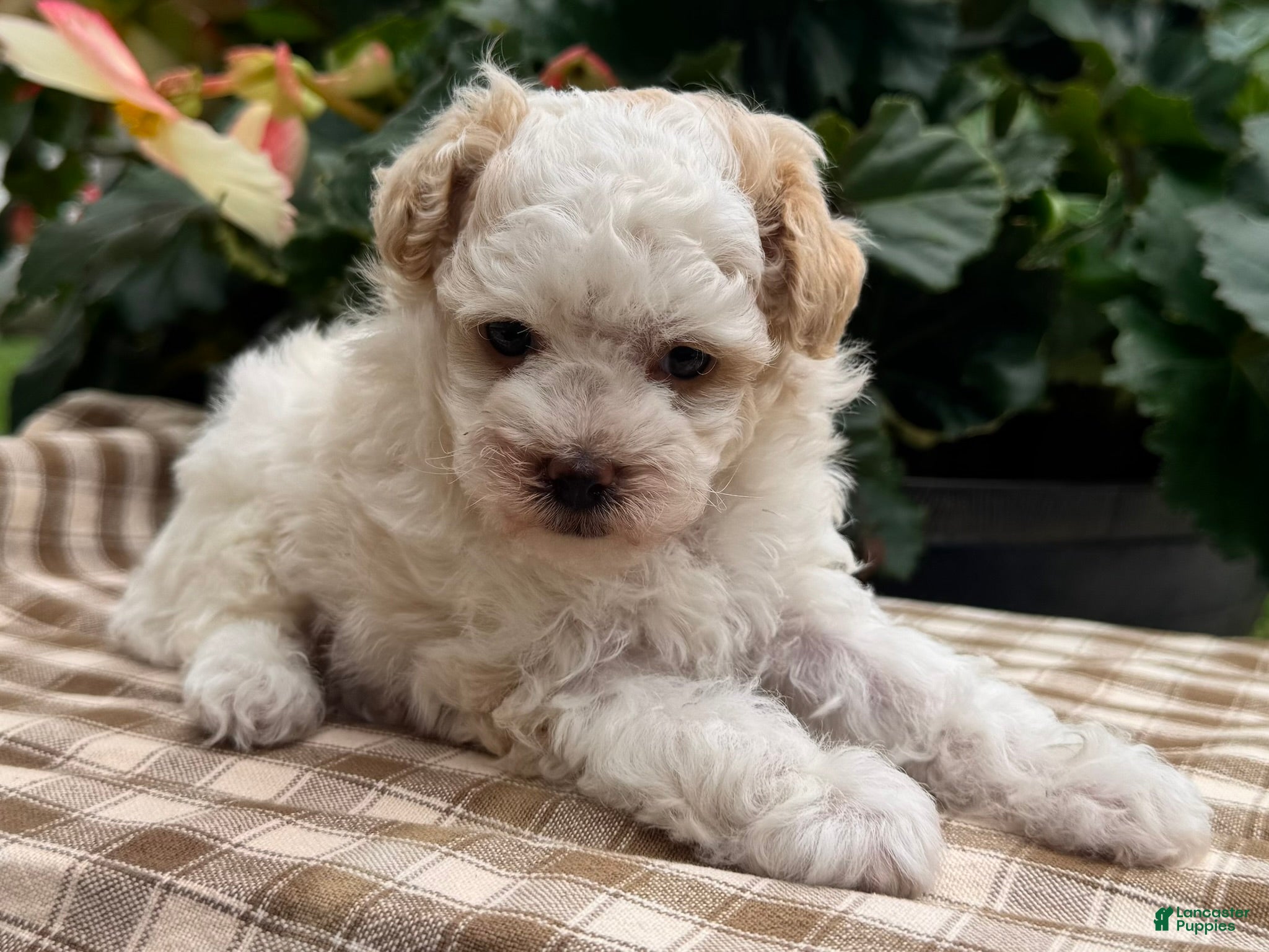 Miniature Poodle dogs Gage - Ad 2