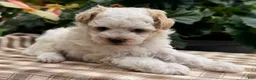 Miniature Poodle dogs for sale: Gage - Ad 2