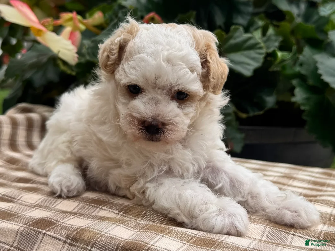 Miniature Poodle dogs for sale: Gage - Ad 2