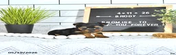 Yorkshire Terrier dogs for sale: Brody - Ad 4