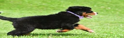 Bernese Mountain Dog dogs for sale: Nora - Ad 9