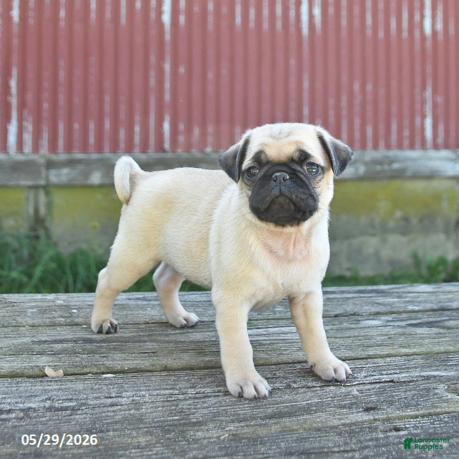 Pug dogs Licorice - Ad 1