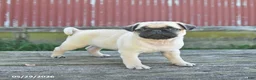 Pug dogs for sale: Licorice - Ad 1