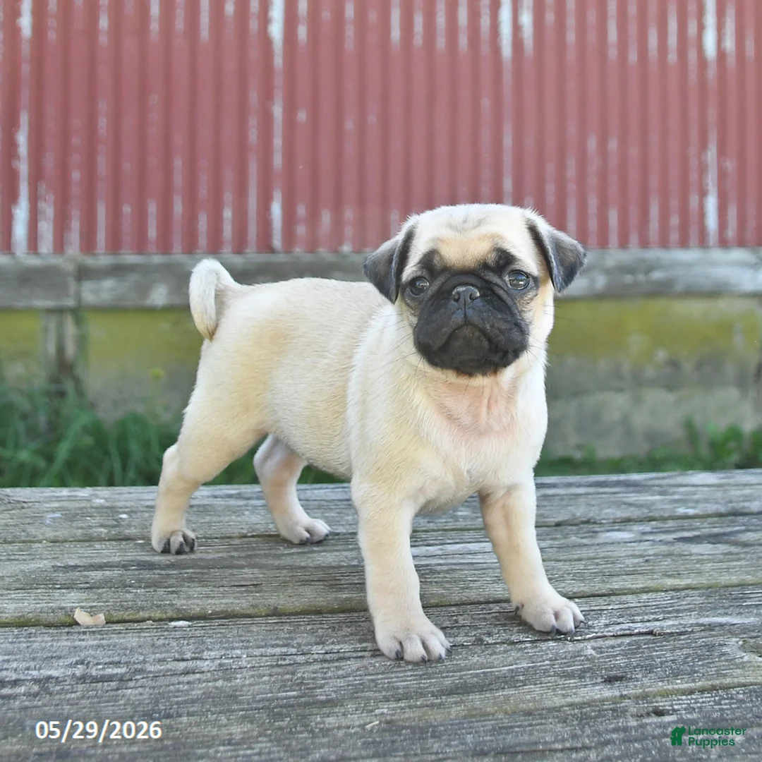 Pug dogs for sale: Licorice - Ad 1