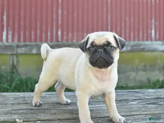Pug dogs for sale: Licorice - Ad 3