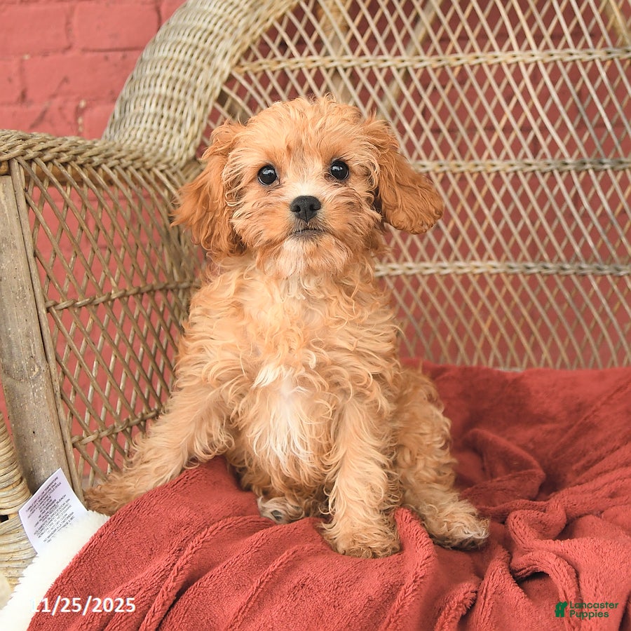Cavapoo dogs Daisy - Ad 2