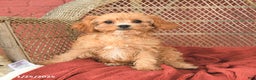 Cavapoo dogs for sale: Daisy - Ad 1