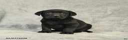 Labrador Retriever dogs for sale: Blake - Ad 2