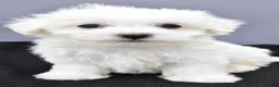 Maltese dogs for sale: Benny - Ad 1