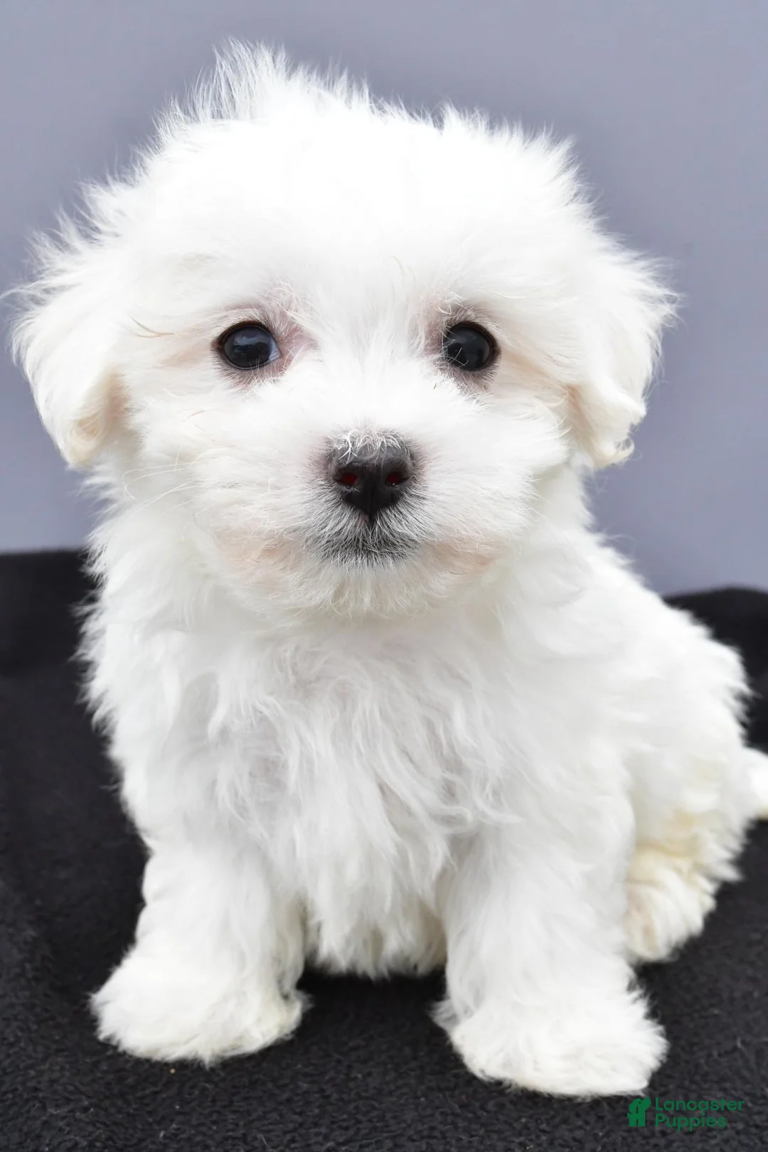 Maltese dogs for sale: Benny - Ad 1