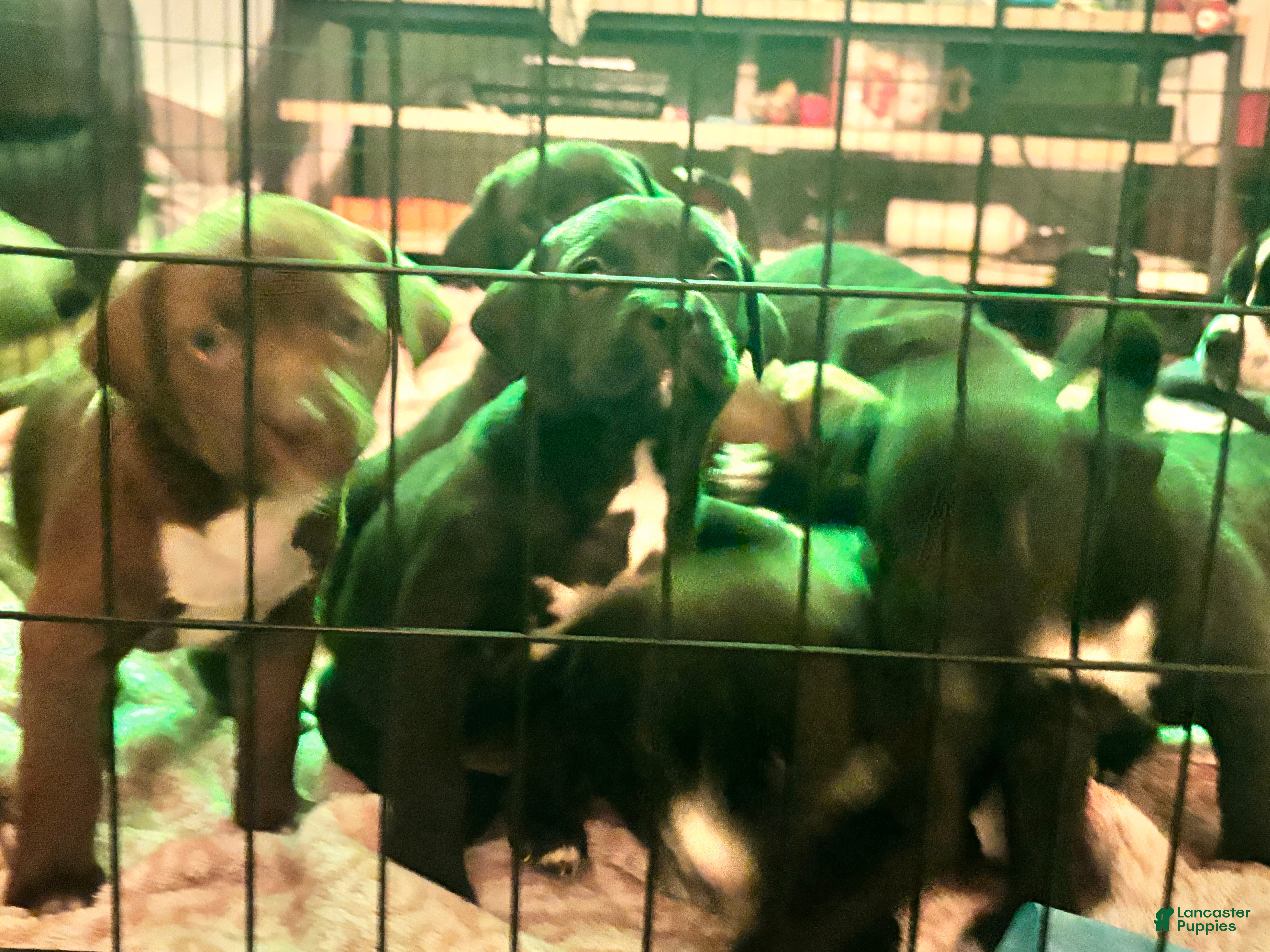 Mixed Breed dogs Mixed Breed Puppy 8 - Ad 8