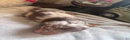 Dachshund dogs for sale: Gordon-Long Hair - Ad 4