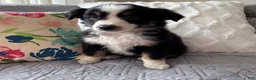 Miniature Australian Shepherd dogs for sale: Miniature Australian Shepherd Puppy 2 - Ad 3