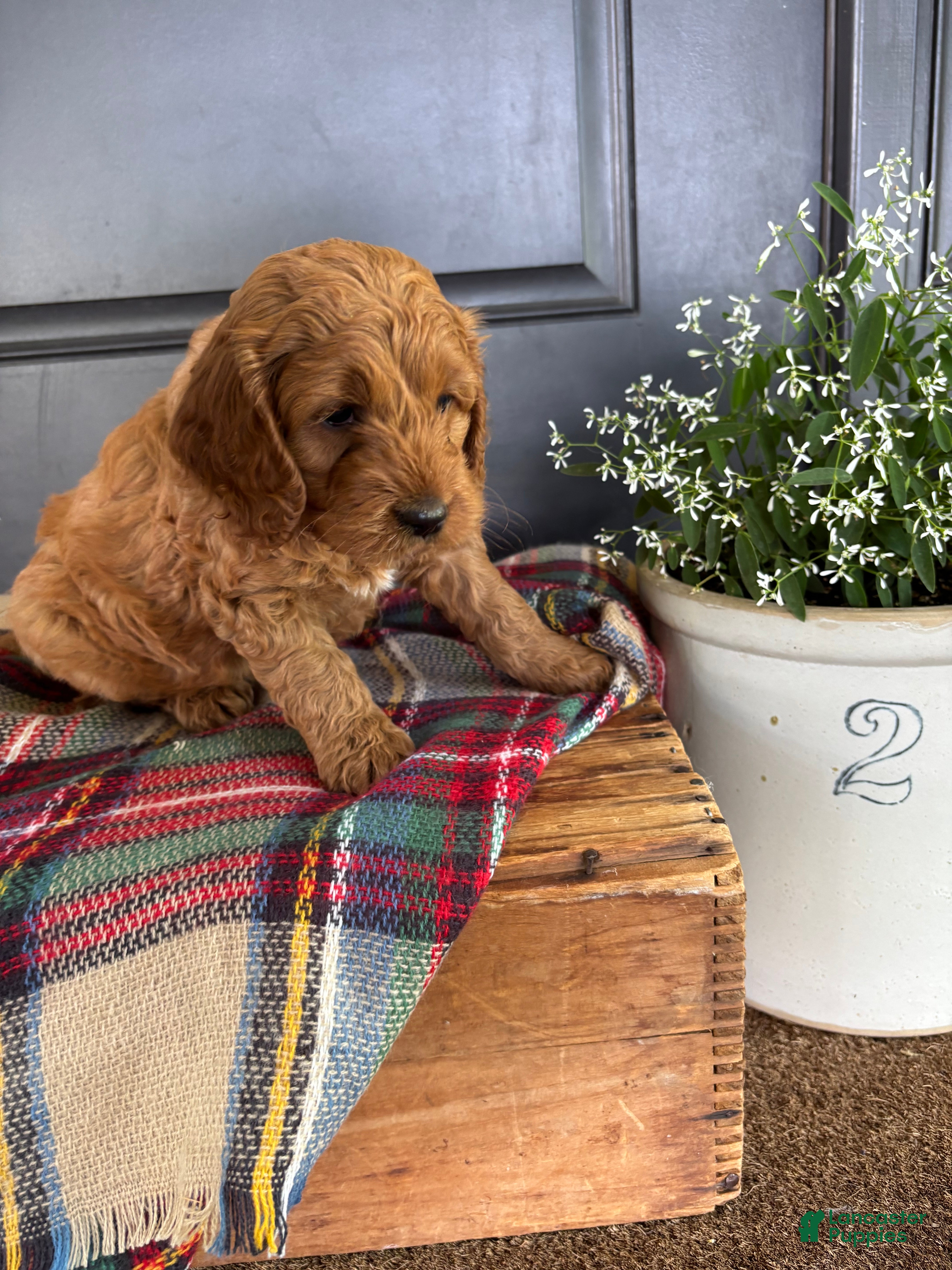 Cockapoo dogs for sale: Timber - Ad 5