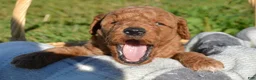 Mini Goldendoodle dogs for sale: Donny Micro GD Ml1 - Ad 1