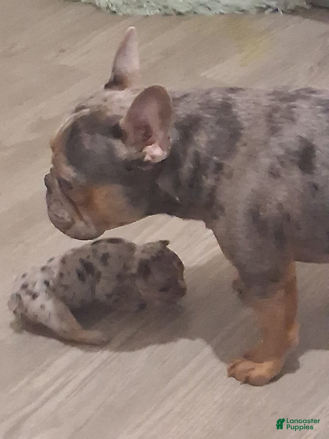 French Bulldog dogs for stud: Buddy for stud +ivf - Ad 5