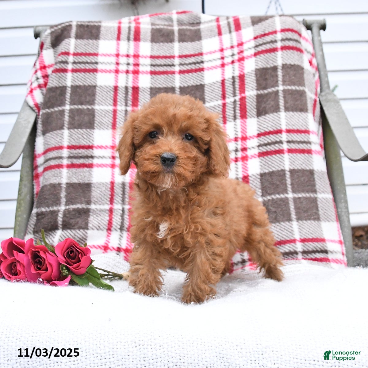 Cockapoo dogs Courtney - Ad 4