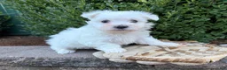 Maltese dogs for sale: Eddie - Ad 3