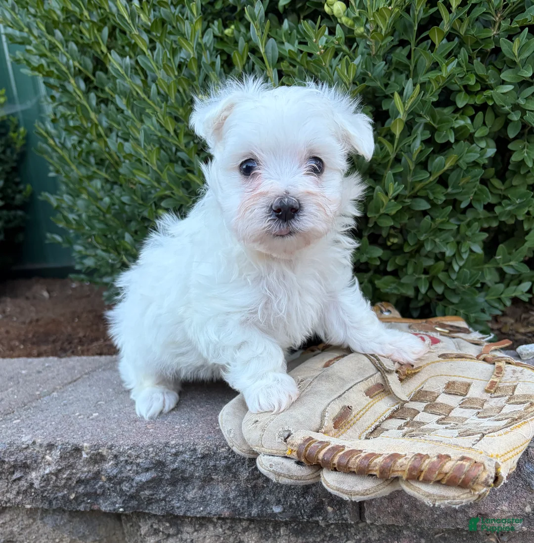 Maltese dogs for sale: Eddie - Ad 3