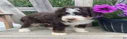 Mini Bernedoodle dogs for sale: Kosmo - Ad 6