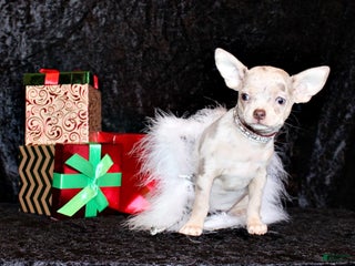 Chihuahua dogs Vera - Ad 37