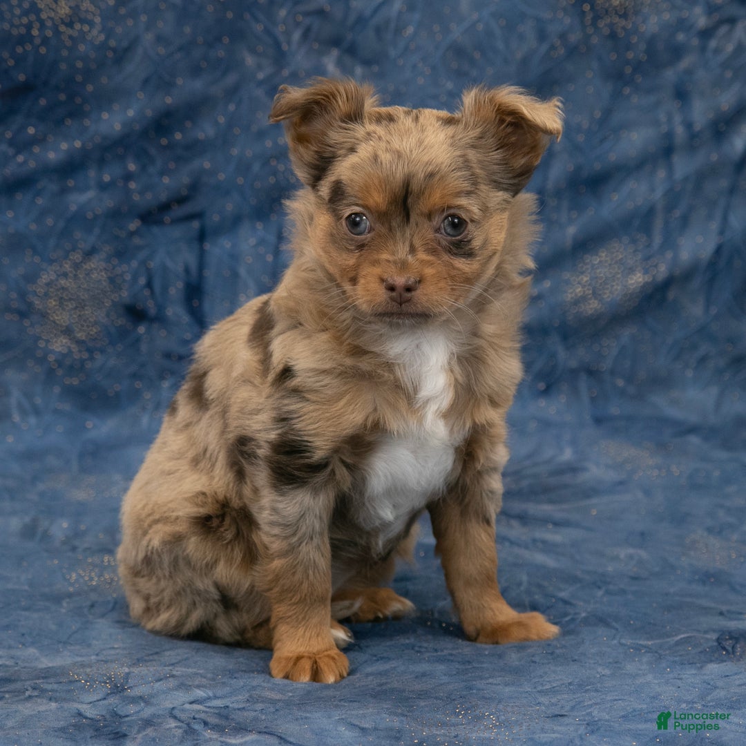 Chihuahua dogs for sale: Hudson - Ad 2