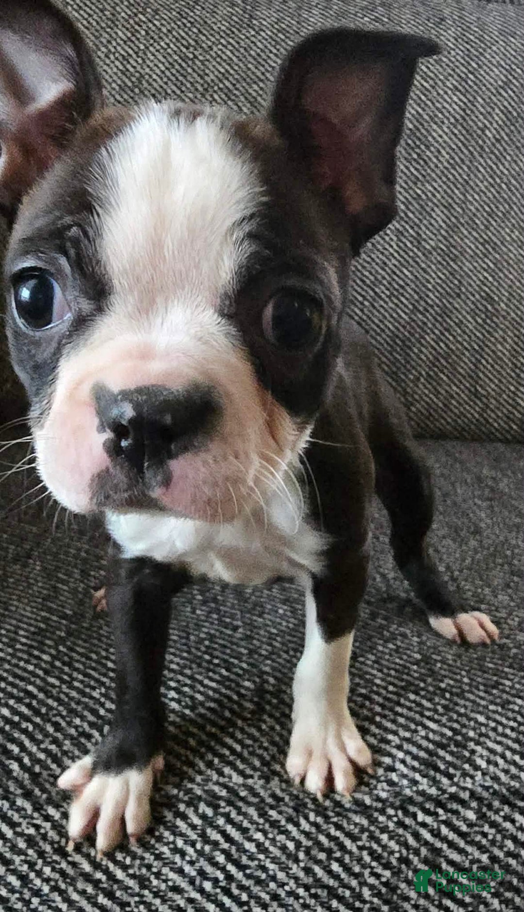 Boston Terrier dogs for sale: Roxy - Ad 1