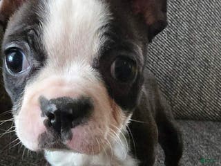 Boston Terrier dogs Roxy - Ad 4