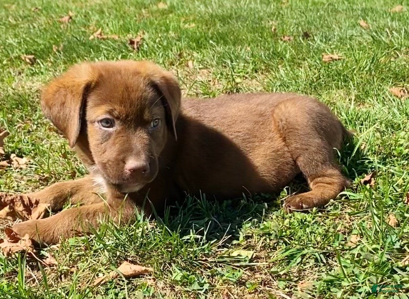 Lab Australian Shepherd Puppies for sale Lancaster Puppies