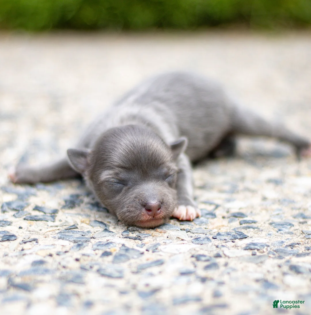 Chihuahua dogs for sale: Waylon Chihuahua Puppy  - Ad 2
