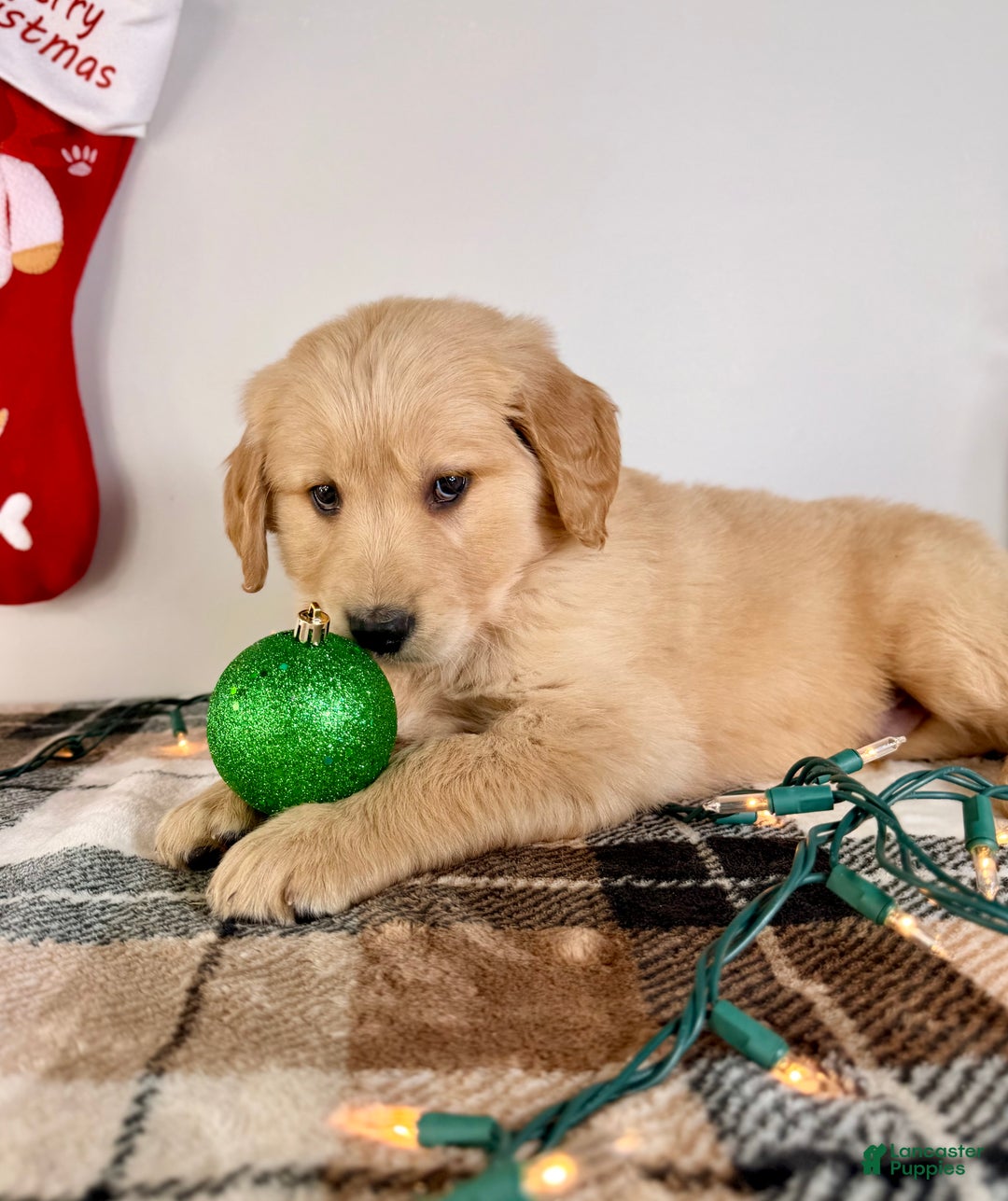 Golden Retriever dogs for sale: AKC Gordie - Ad 4