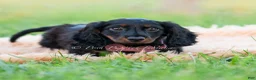 Miniature Dachshund dogs for sale: bentley - Ad 13