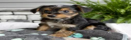 Morkie dogs for sale: Wendy - Ad 2