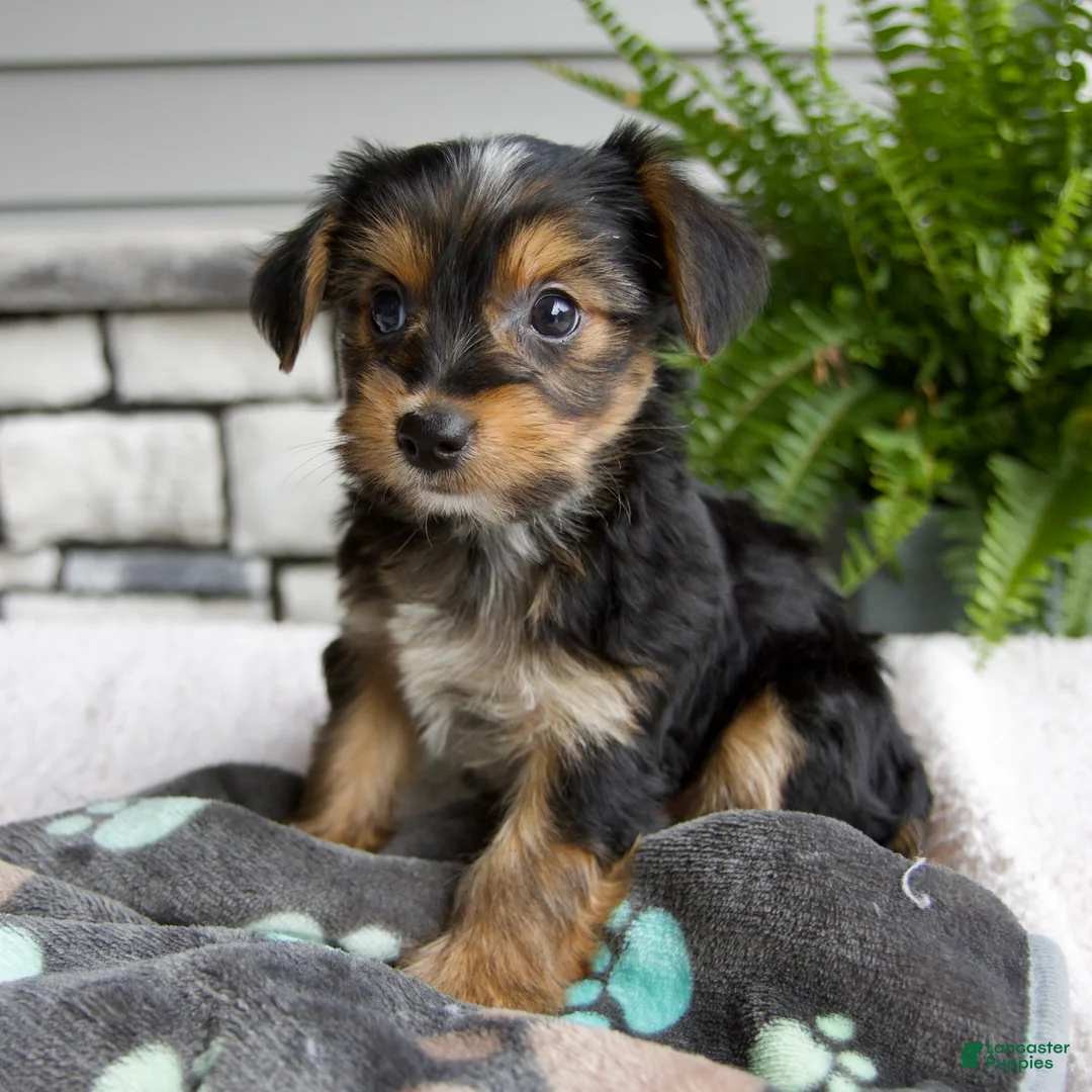 Morkie dogs for sale: Wendy - Ad 2