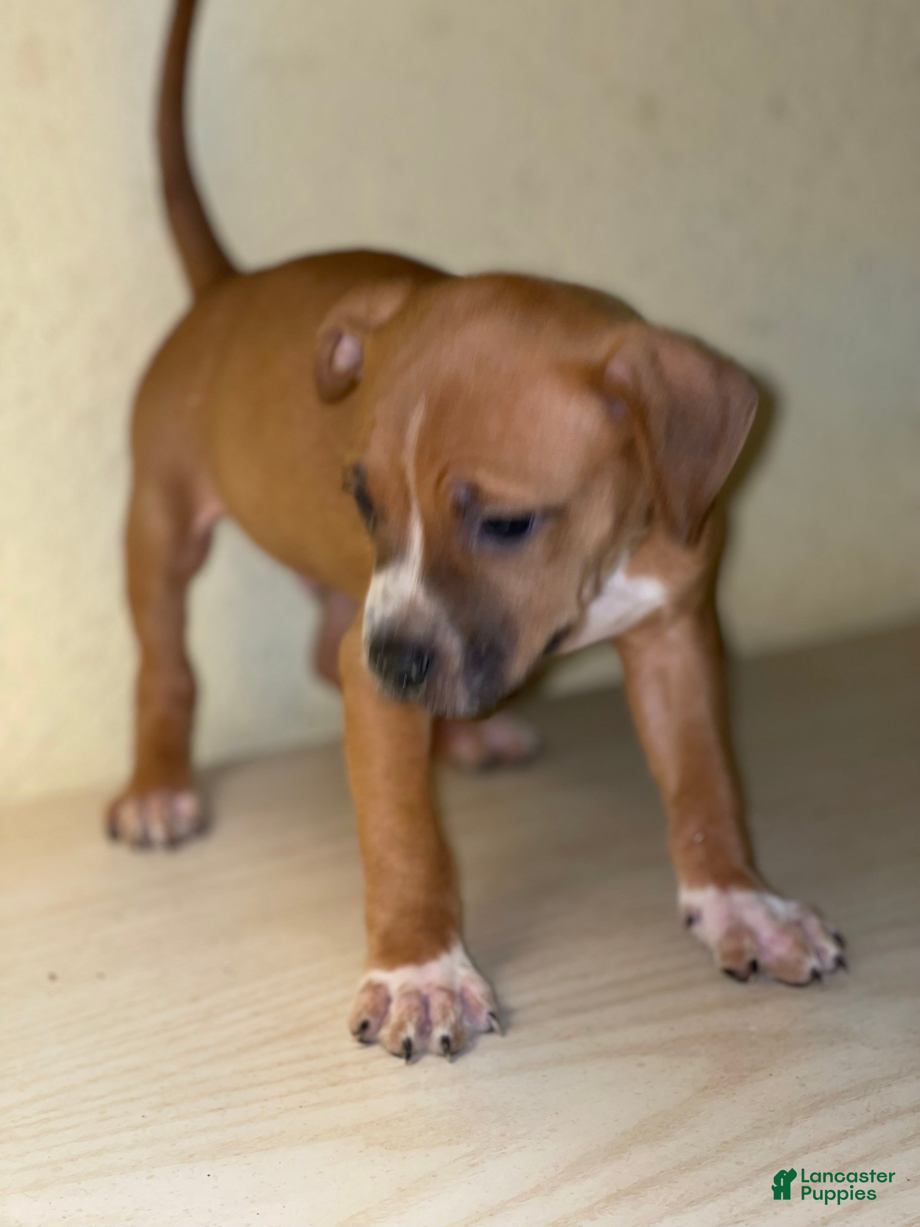 American Pit Bull Terrier dogs American Pit Bull Terrier Puppy 6 - Ad 26