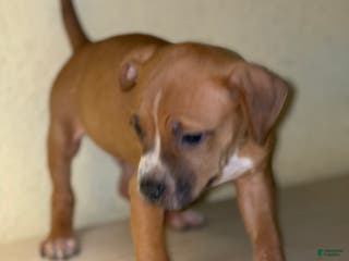 American Pit Bull Terrier dogs American Pit Bull Terrier Puppy 6 - Ad 42