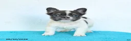 French Bulldog dogs for sale: Dusty - Ad 2