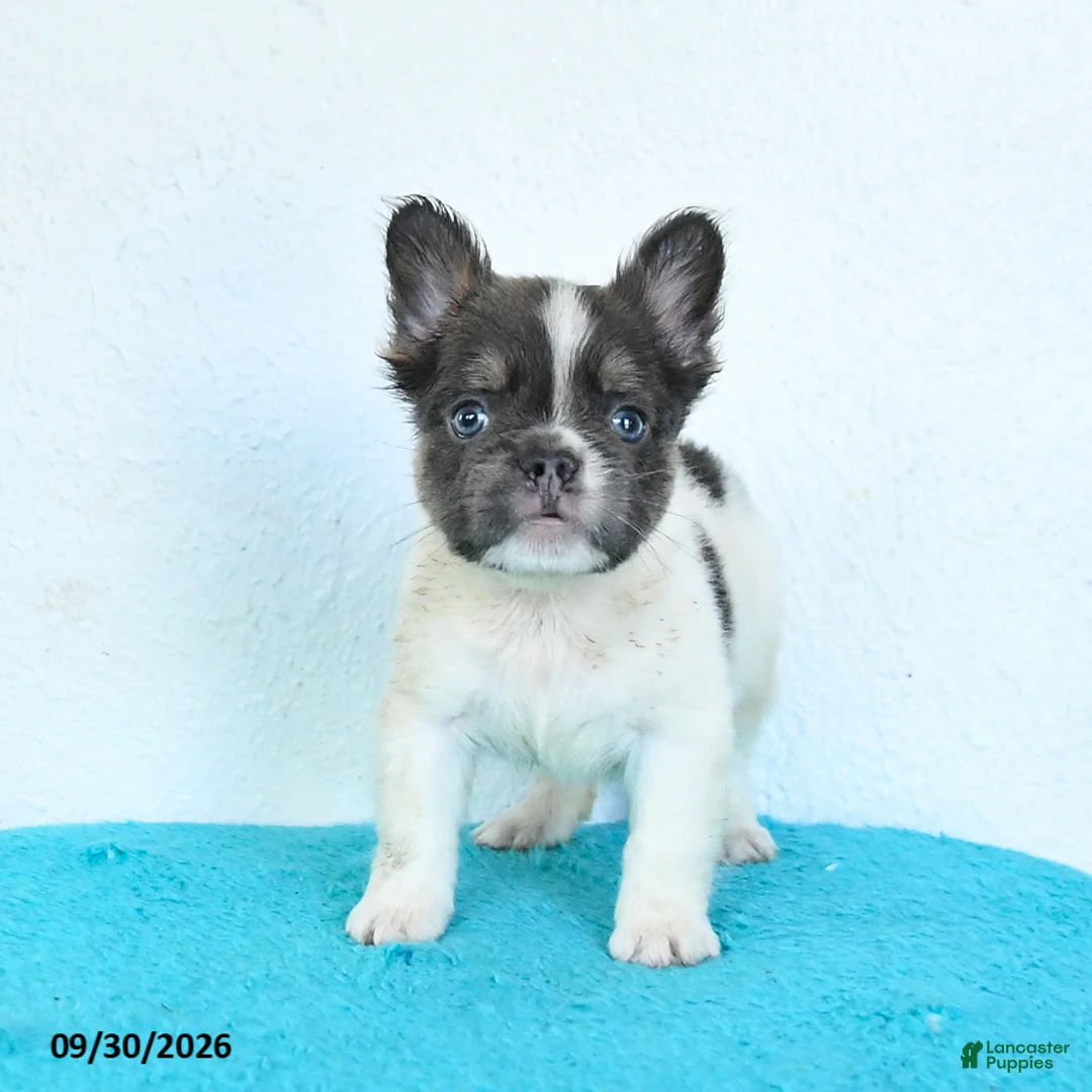 French Bulldog dogs for sale: Dusty - Ad 2