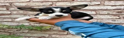 Mixed Breed dogs for sale: Bella - Ad 4